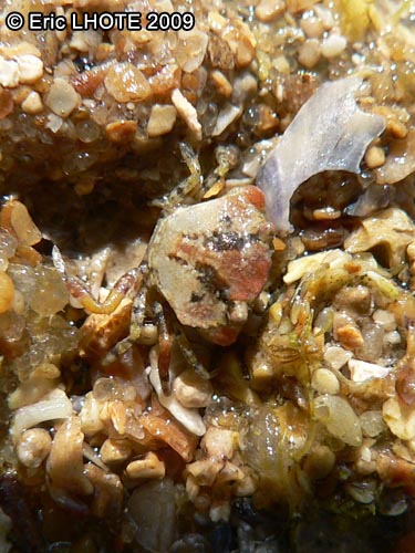 Crabe