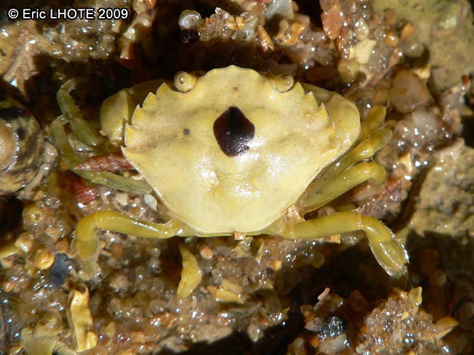 Crabe