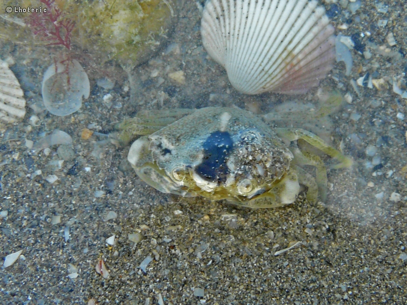 Crabe