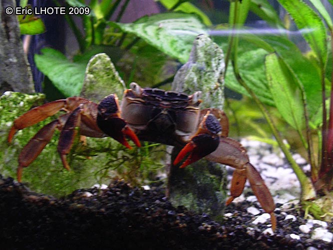 Crabe d'eau douce