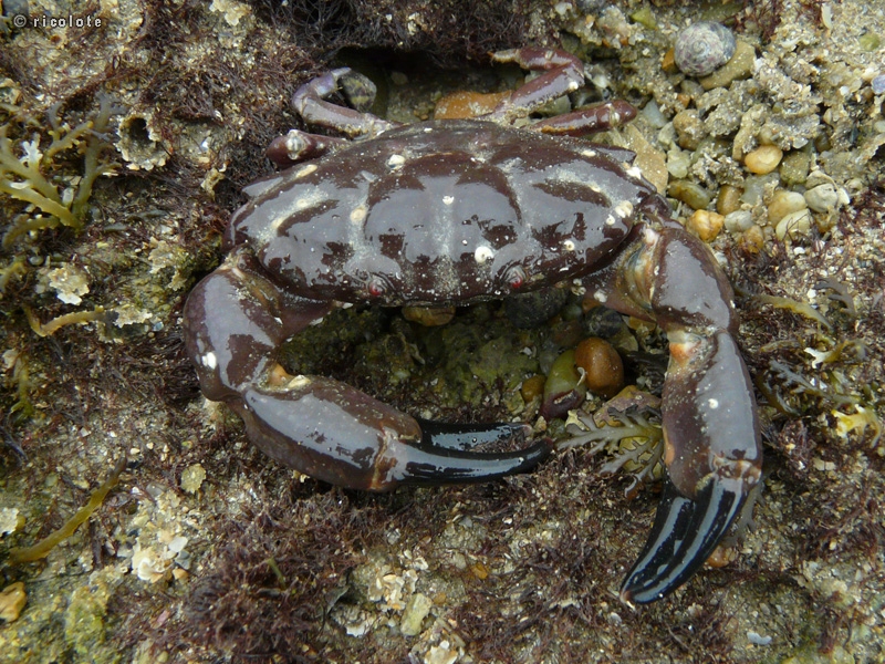 Crabe dormeur