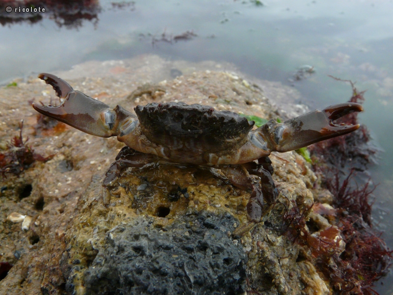 Crabe dormeur