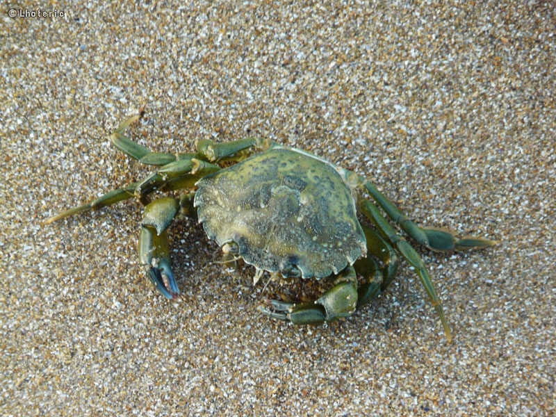 Crabe vert