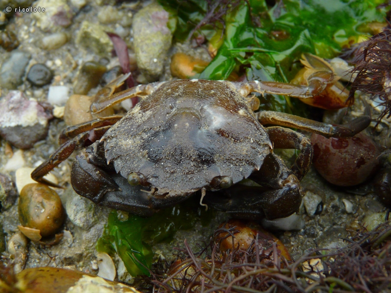 Crabe vert