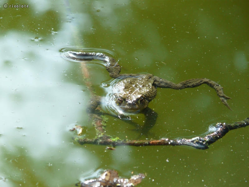 Crapaud