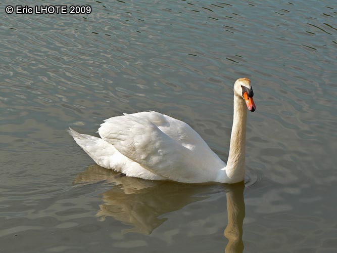 Cygne