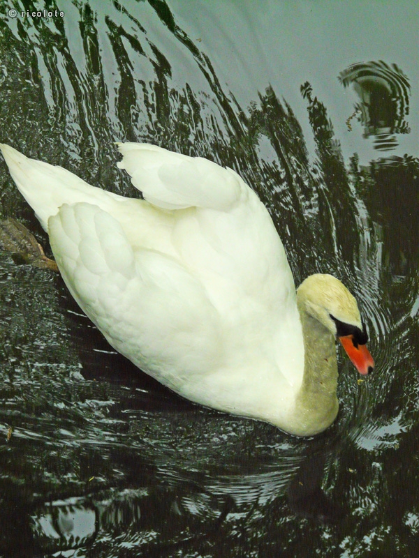 Cygne