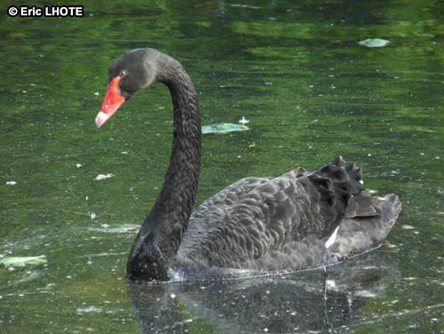 Cygne noir