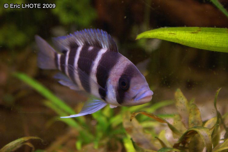 Cyphotilapia frontosa
