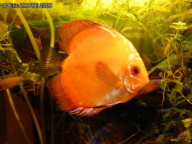 Discus