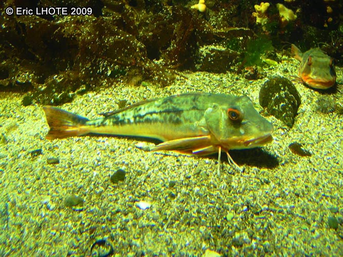 Epinoche