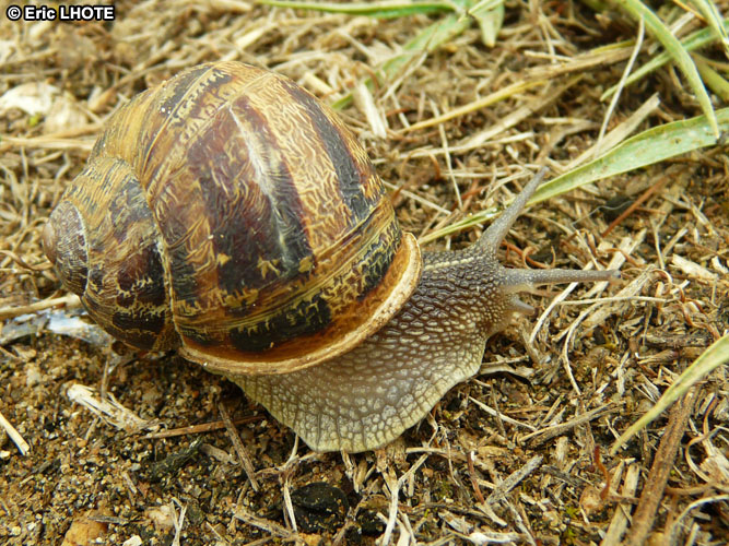 Escargot