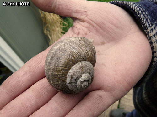 Escargot