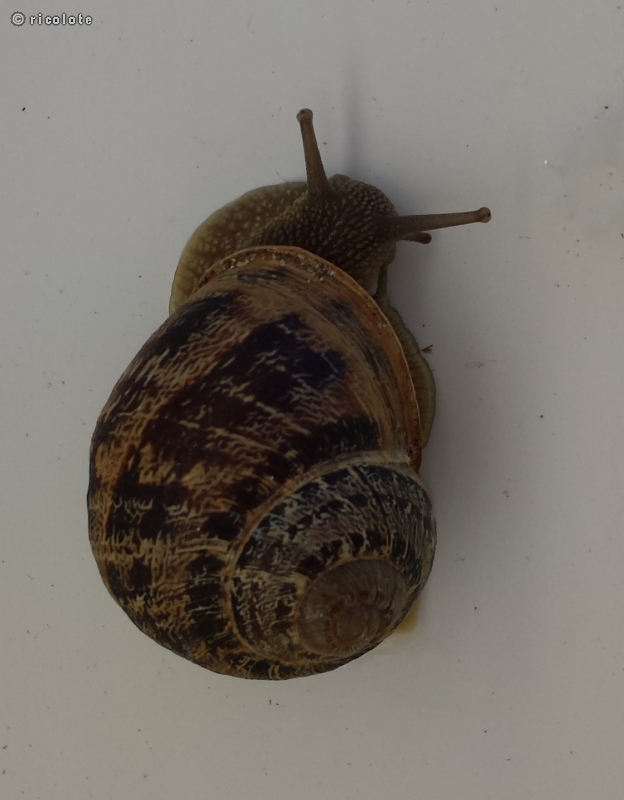 Escargot