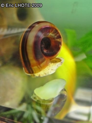Escargot d'eau douce