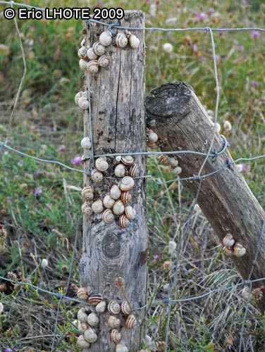 Escargots cagouilles