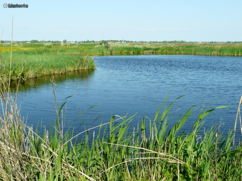 Etang bordÃ© de roseliÃ¨re