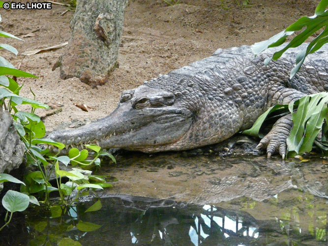 Faux gavial