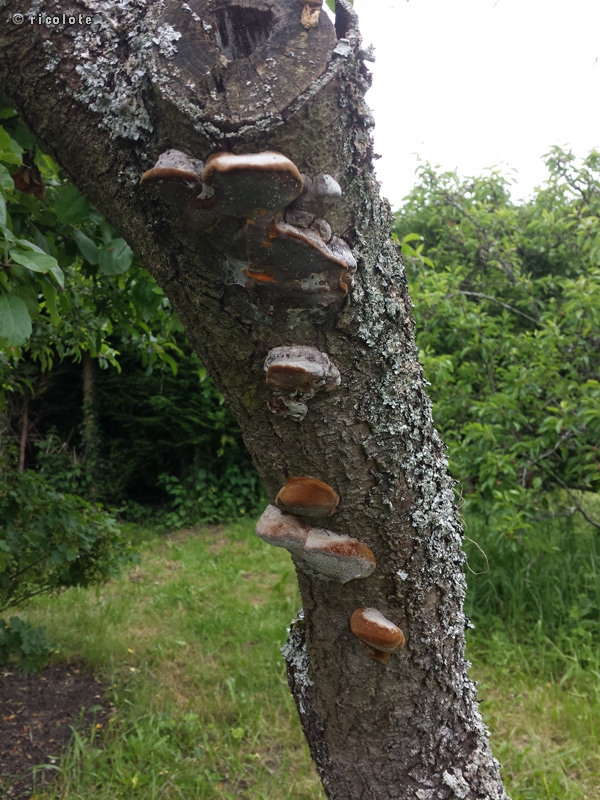 FÃ©lin des arbres fruitiers