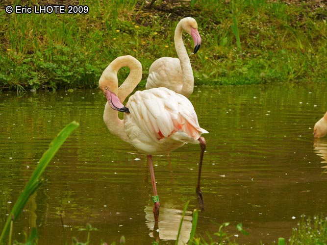 Flamants roses