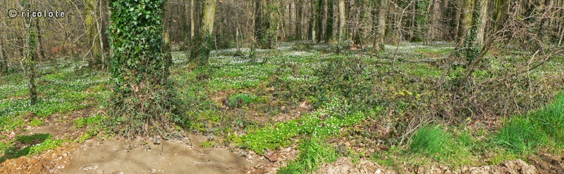 ForÃªt