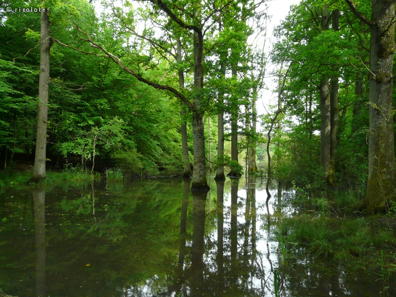 ForÃªt de chÃªnes inondÃ©e