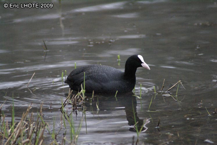 Foulque noire