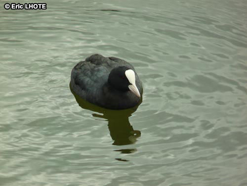Foulque noire