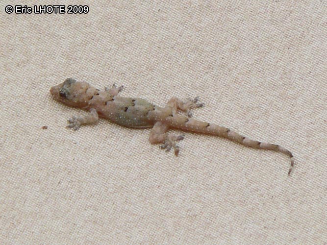 Gecko