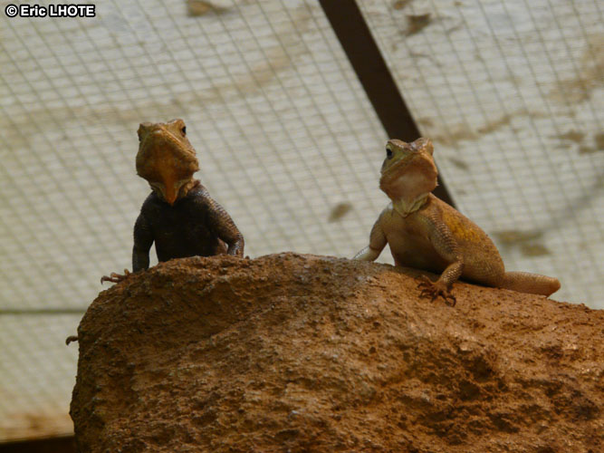 Geckos