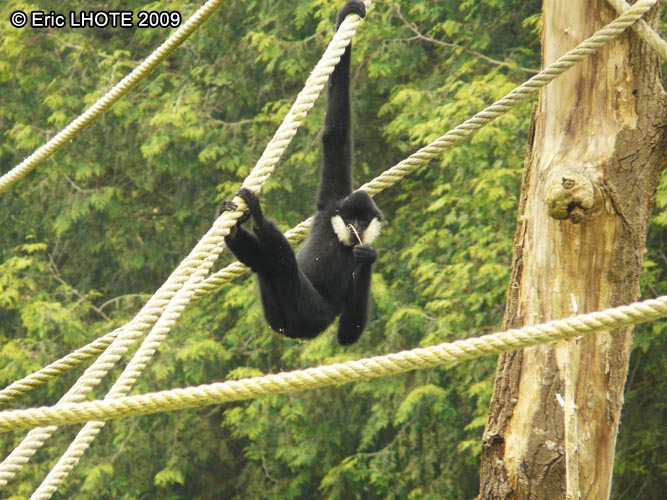 Gibbon