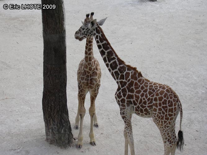Girafe