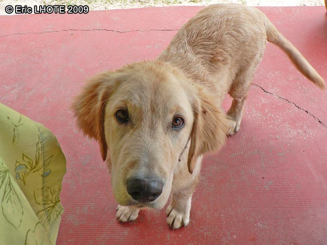 Golden retriever