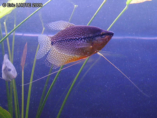 Gourami mosaÃ¯que