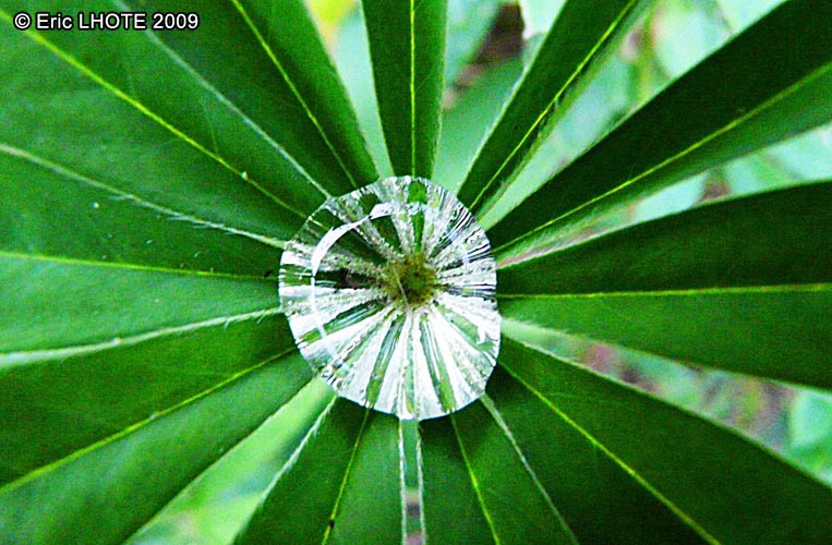 Goutte d'eau sur feuille de lupin