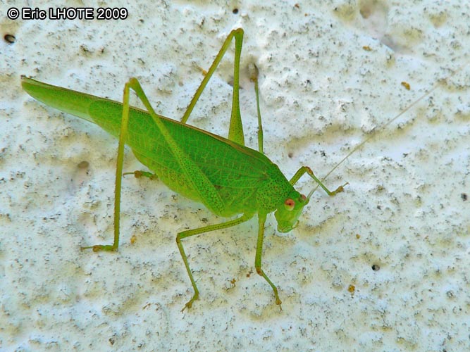 Grande sauterelle verte