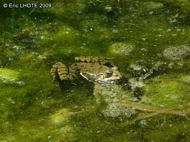 Grenouille