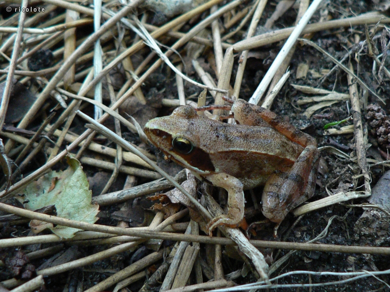 Grenouille rousse