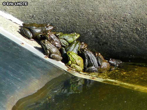 Grenouilles