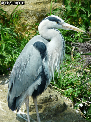 HÃ©ron