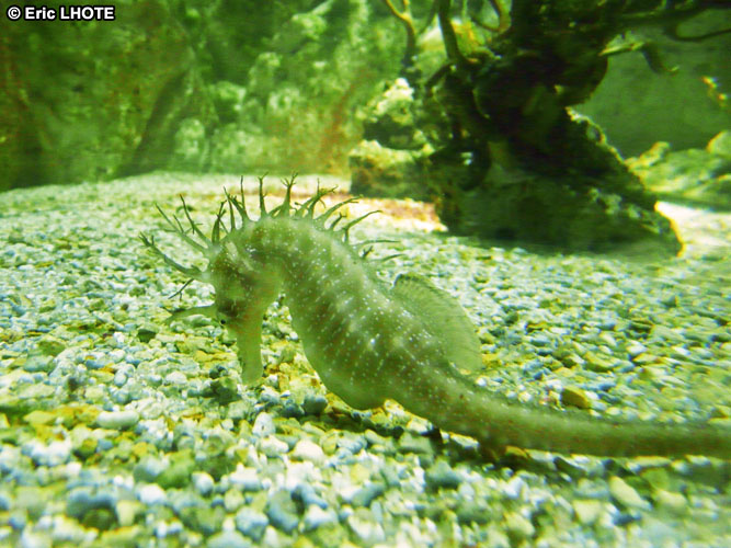 Hippocampe, cheval de mer