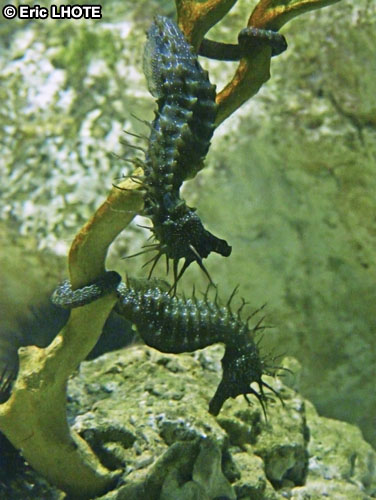 Hippocampes, chevaux de mer