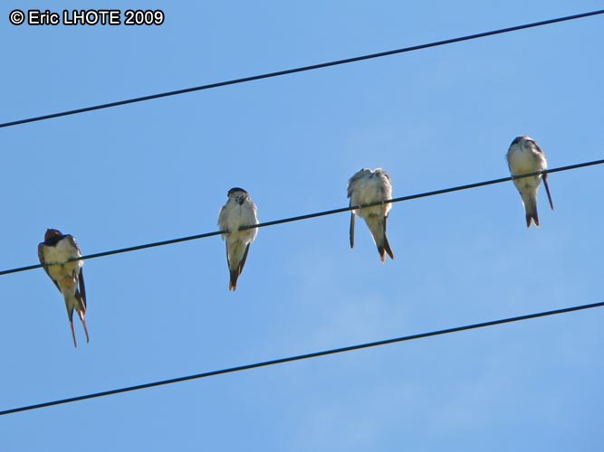 Hirondelles