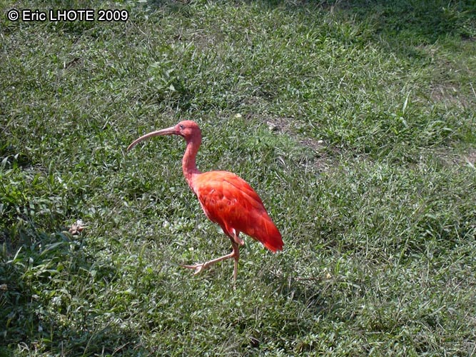 Ibis rouge