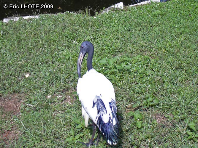 Ibis sacrÃ©