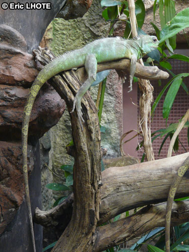 Iguane
