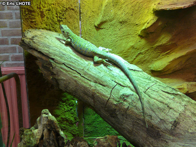Iguane