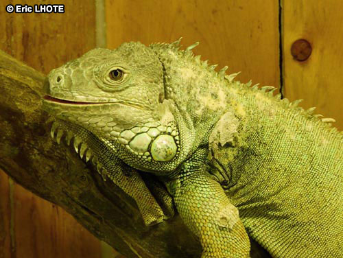 Iguane
