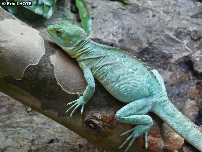Iguane