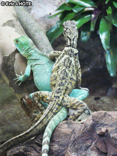 Iguane